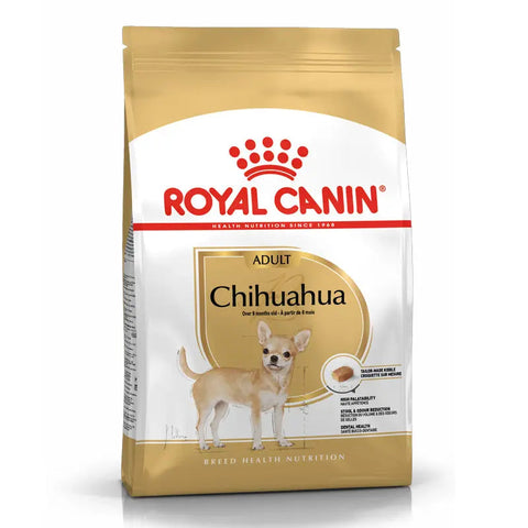 Adult Chihuahua