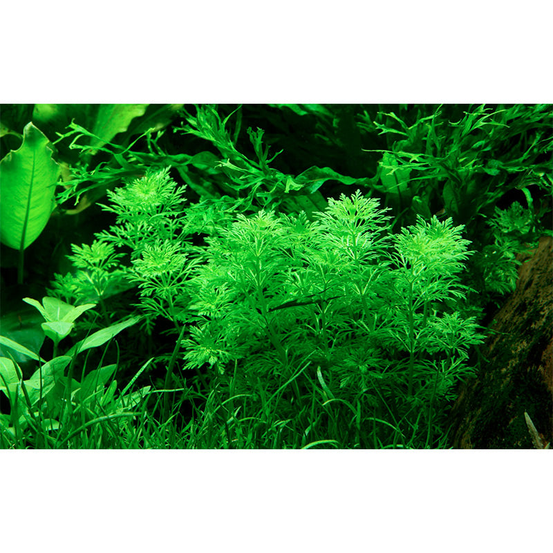 Limnophila sessiliflora Nr.6potte