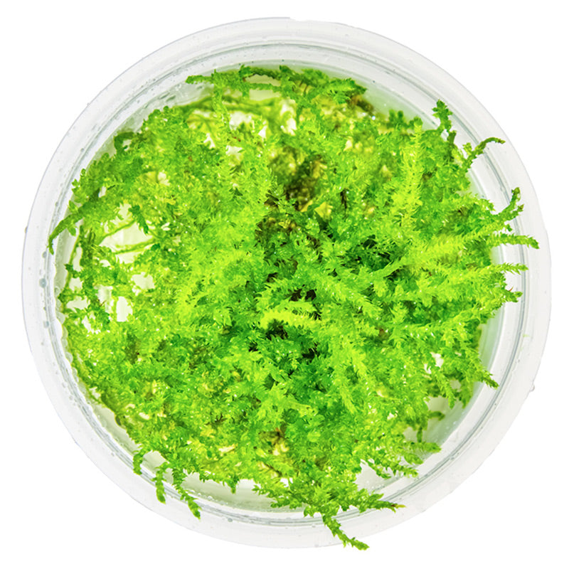 Vesicularia dubyana "Christmas Moss" Nr.8 1-2-Grow