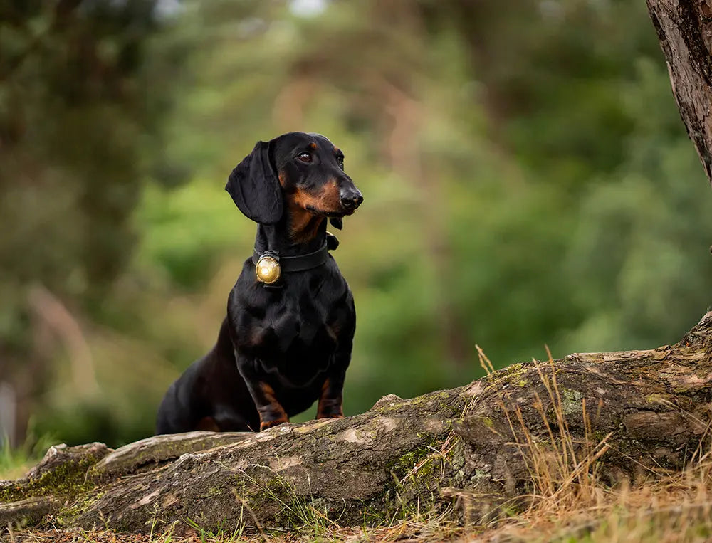 Dog Dual Lygte 48x30x24 mm guld