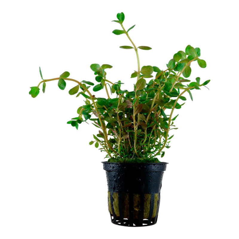 Rotala rotundifolia Nr.6 ca. 15-30 cm